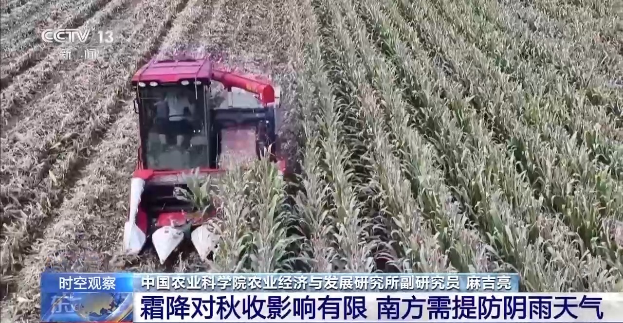 晚播小麥如何保產(chǎn)量？霜降搶秋該怎么搶？專家分析