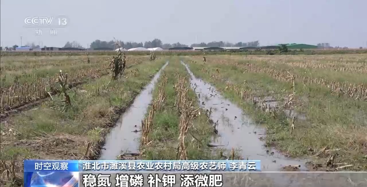 晚播小麥如何保產(chǎn)量？霜降搶秋該怎么搶？專家分析
