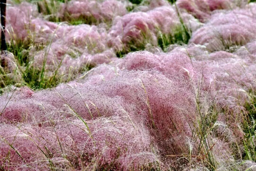 河南，被圈“粉”了！