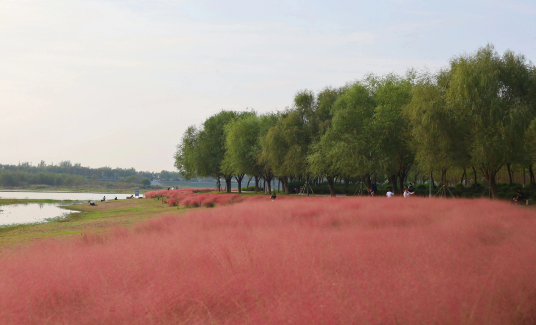 河南，被圈“粉”了！