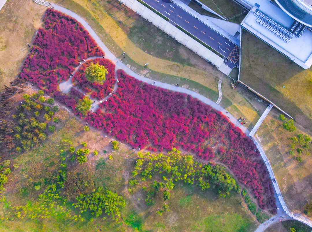 河南，被圈“粉”了！