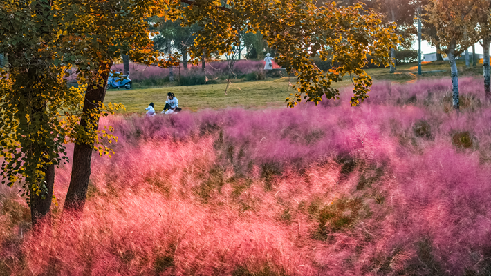 河南，被圈“粉”了！