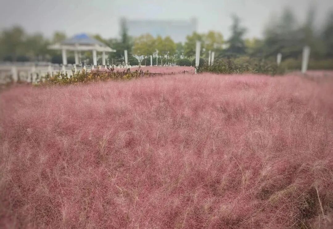 河南，被圈“粉”了！