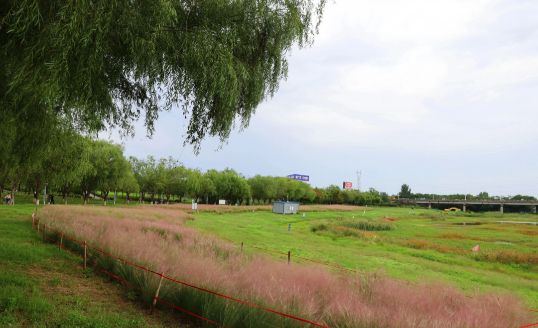 河南，被圈“粉”了！