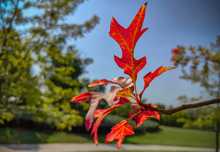 縣區(qū)動(dòng)態(tài) | 秋日晴光好 斑斕入畫來