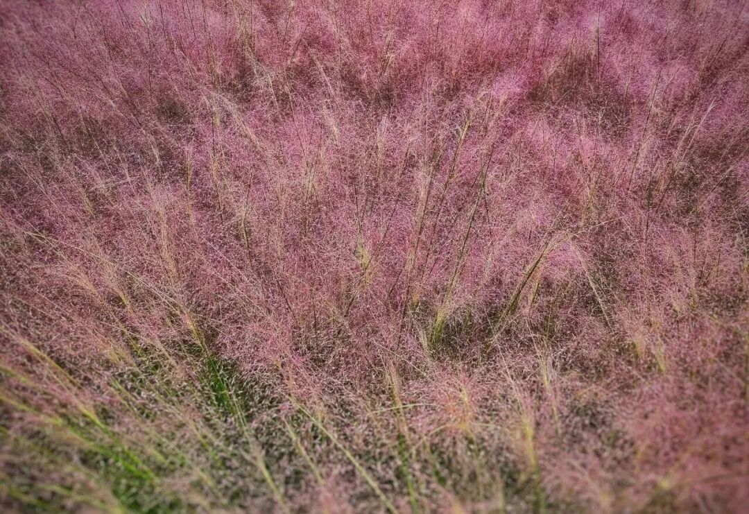 河南，被圈“粉”了！