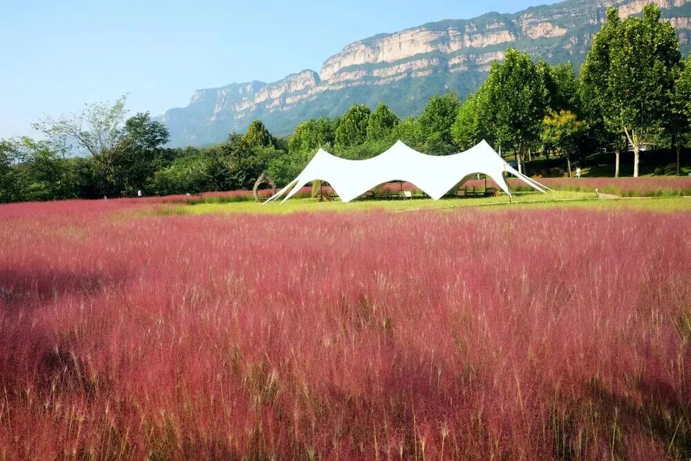 河南，被圈“粉”了！