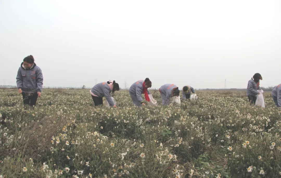 【天中非遺】上蔡重陽習(xí)俗