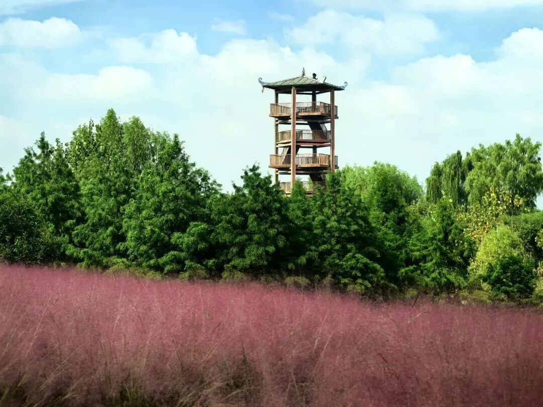 河南，被圈“粉”了！