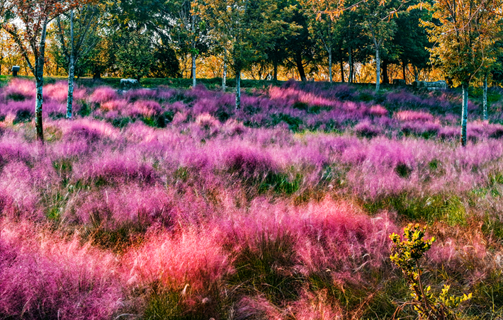 河南，被圈“粉”了！