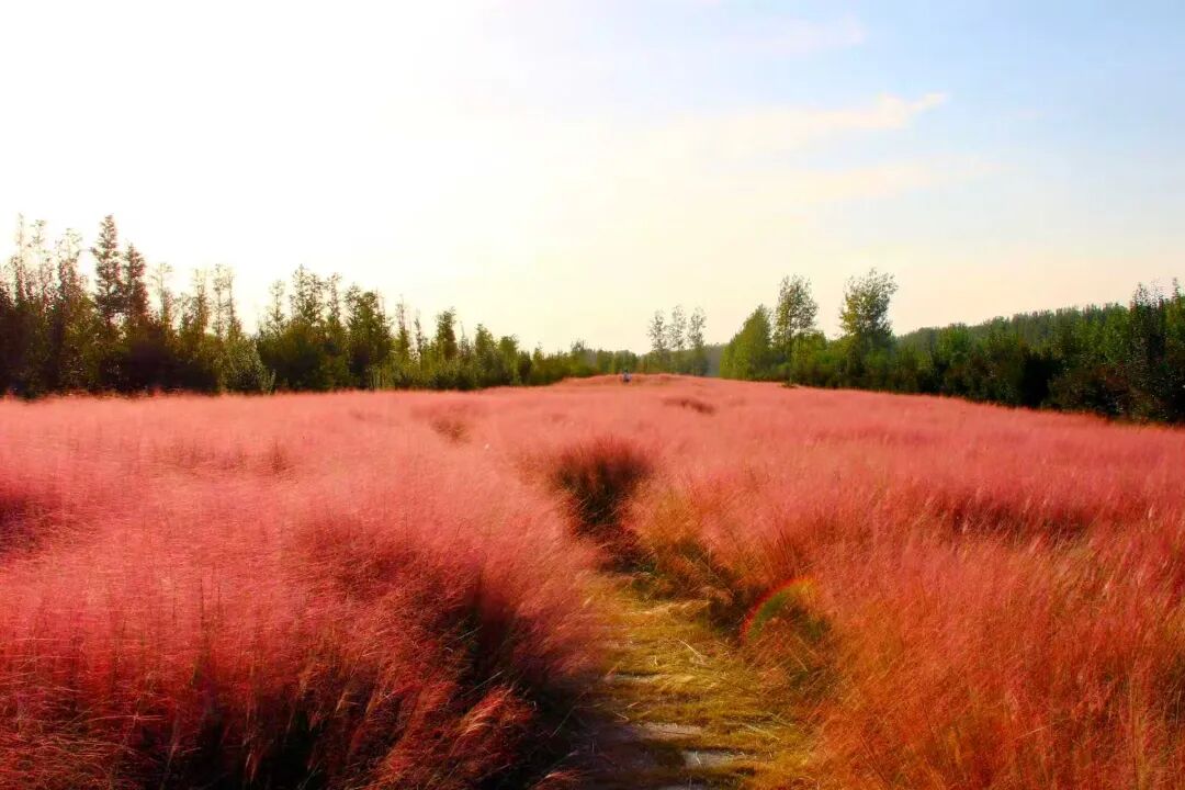 河南，被圈“粉”了！