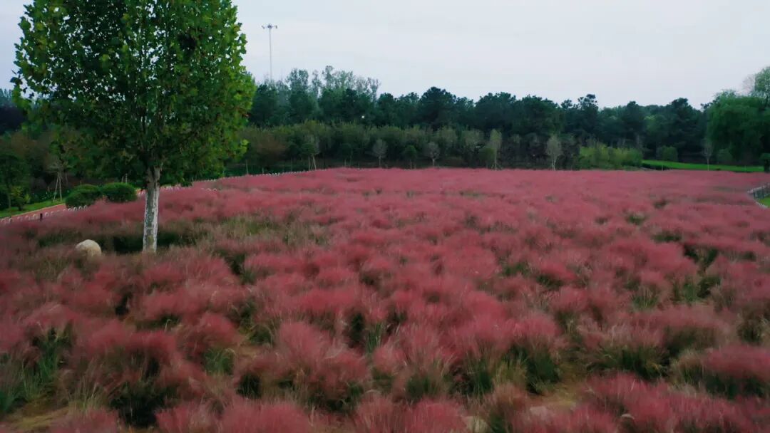 縣區(qū)動態(tài) | 泌陽漢風公園，粉黛花開正當時