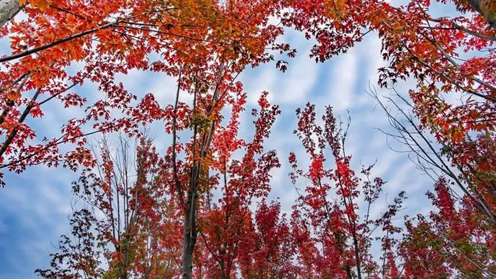 縣區(qū)動(dòng)態(tài) | 湖漾斑斕色 草木織彩秋