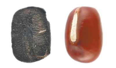 九千年前的炭化小豆(考古中國)