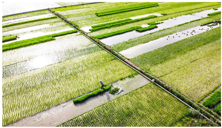 降雨增多，河南要擴(kuò)大水稻種植嗎？∣豫觀察·河南的“南”題②