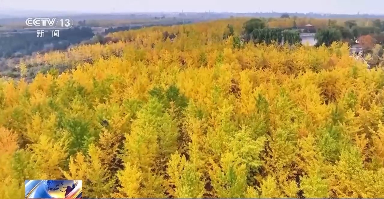 多地秋天“遲到早退” 秋季為何越來越短了？