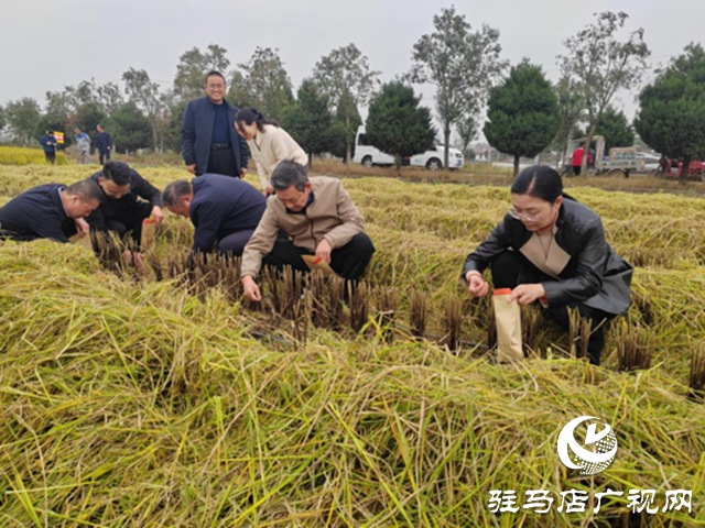 河南省優(yōu)質(zhì)食味粳稻測產(chǎn)暨機收減損現(xiàn)場觀摩會在確山縣舉辦?
