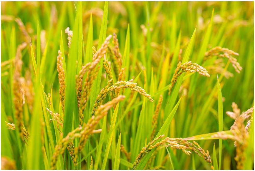 降雨增多，河南要擴(kuò)大水稻種植嗎？∣豫觀察·河南的“南”題②