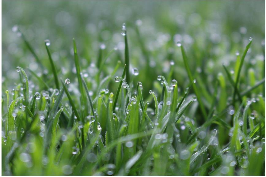 降雨增多，河南要擴(kuò)大水稻種植嗎？∣豫觀察·河南的“南”題②