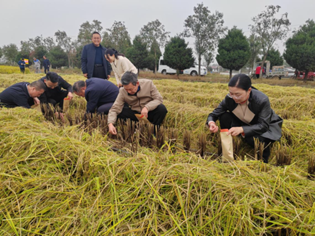 河南省優(yōu)質(zhì)食味粳稻測產(chǎn)暨機(jī)收減損現(xiàn)場觀摩會在確山縣舉辦?