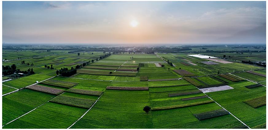 降雨增多，河南要擴(kuò)大水稻種植嗎？∣豫觀察·河南的“南”題②
