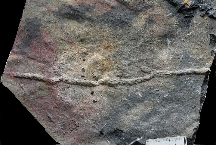 我國(guó)科學(xué)家發(fā)現(xiàn)最古老的動(dòng)物“地下公寓”