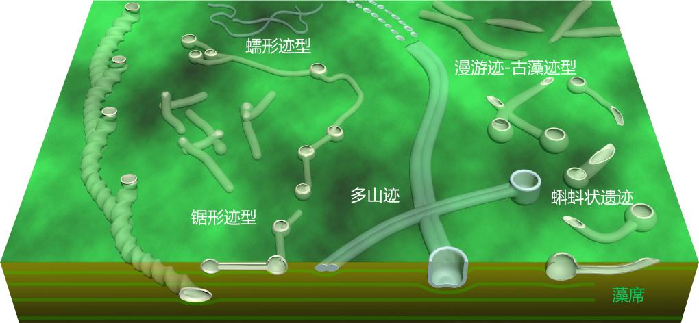 我國(guó)科學(xué)家發(fā)現(xiàn)最古老的動(dòng)物“地下公寓”