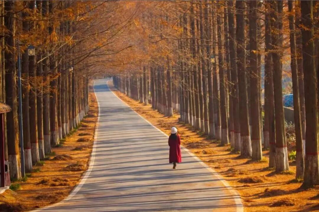 駐馬店秋日漫步指南：抓住秋天的尾巴，在這幾個地方邂逅最美時光