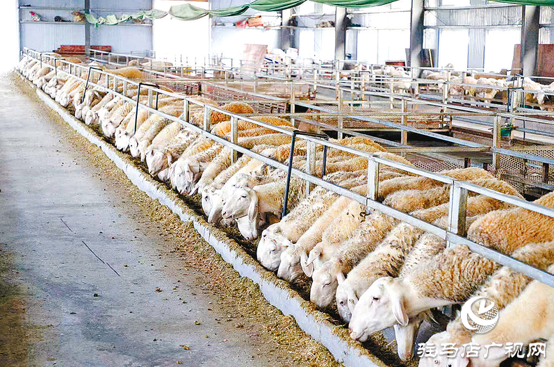 正陽縣寒凍鎮(zhèn)：串起綠色“生態(tài)鏈”繪出多元“共富圖”