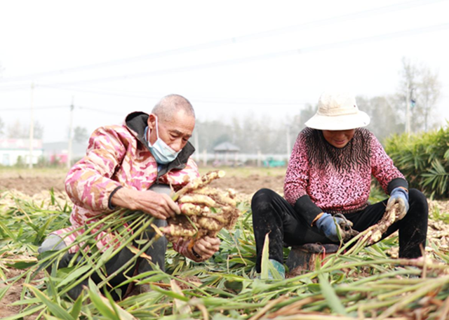 驛城區(qū)水屯鎮(zhèn)：小生姜“撬動”大產(chǎn)業(yè)