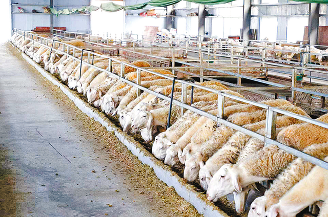 正陽縣寒凍鎮(zhèn)：串起綠色“生態(tài)鏈” 繪出多元“共富圖”