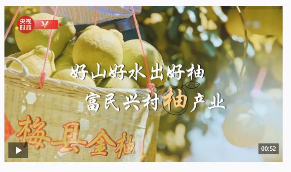 習近平廣東行丨富民興村“柚”產(chǎn)業(yè)——走進南福金柚種植基地