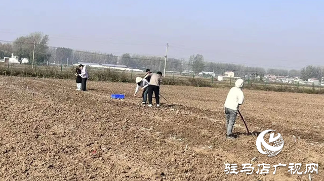 晚播小麥如何保豐收?平輿縣農(nóng)技專家開出四劑“良方”