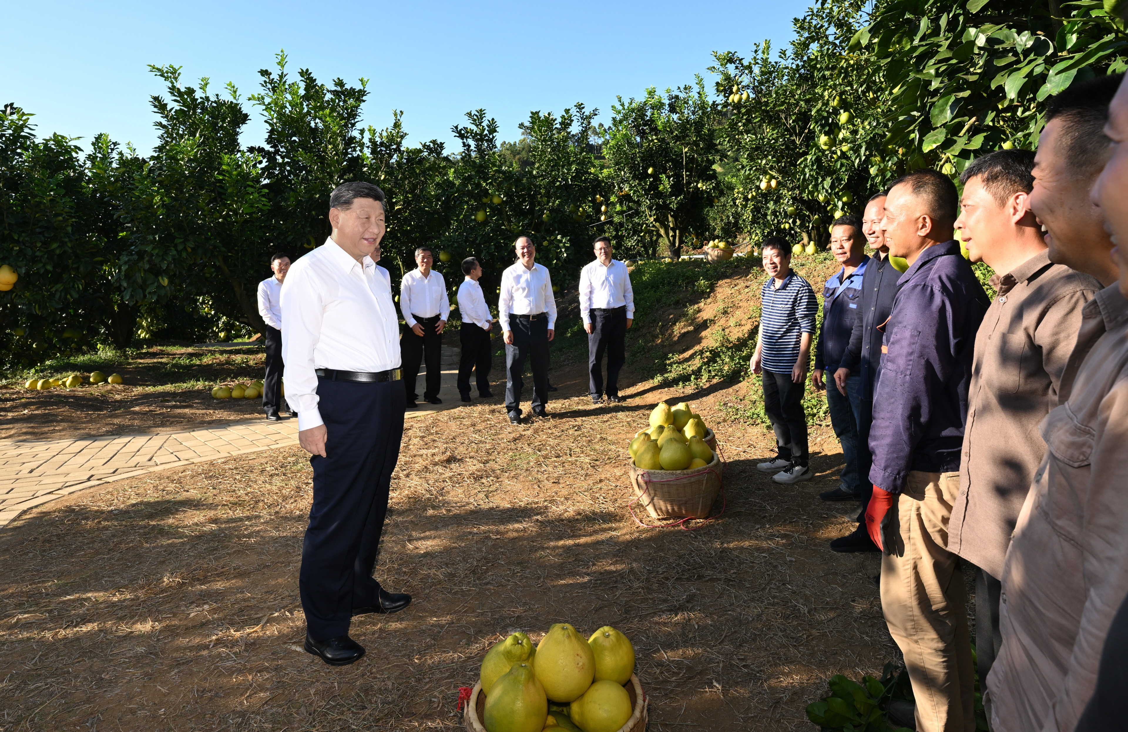 第一觀察·瞬間 | 黃澄澄的柚子，沉甸甸的牽掛
