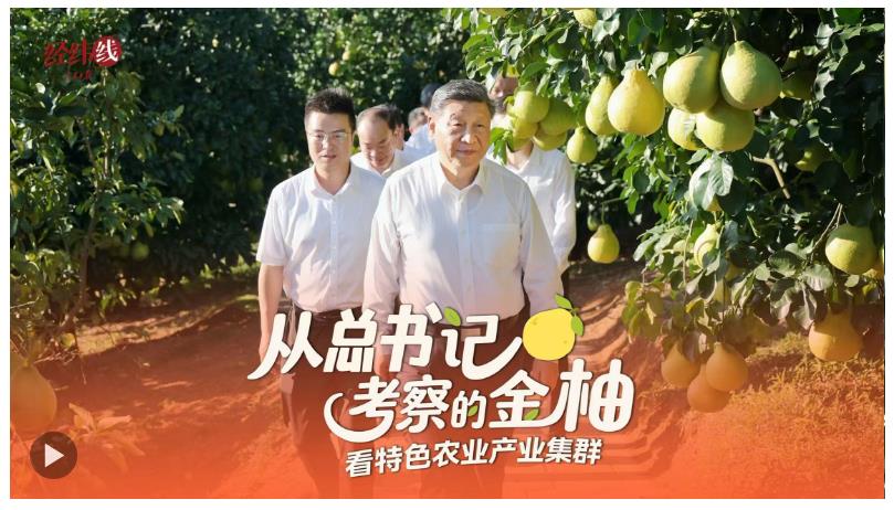 經(jīng)緯線·從總書記考察的金柚，看特色農(nóng)業(yè)產(chǎn)業(yè)集群