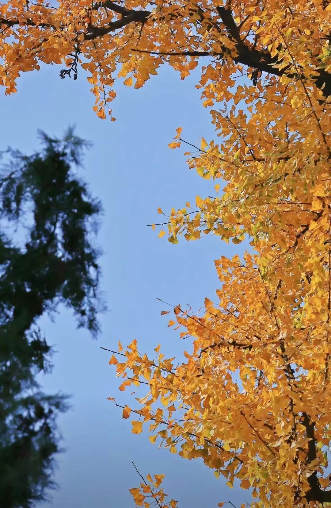 重磅！駐馬店秋日美景強(qiáng)勢上榜微博旅游推薦，這份賞秋指南請收好！