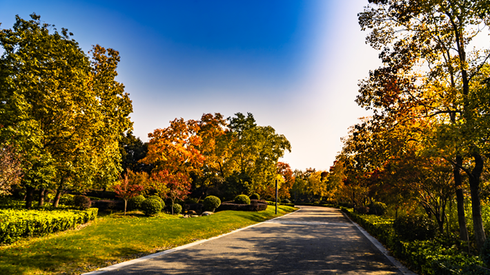 錦繡斑斕醉秋光