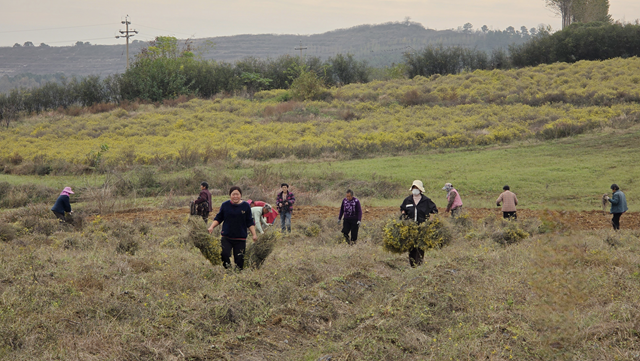 菊香溢鄉(xiāng)野！確山縣瓦崗鎮(zhèn)葉老莊野菊迎來(lái)采收旺季