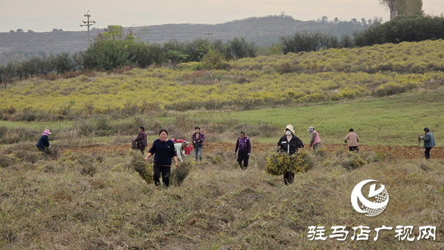 菊香溢鄉(xiāng)野！確山縣瓦崗鎮(zhèn)葉老莊野菊迎來(lái)采收旺季