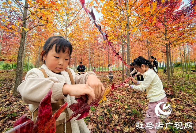 楓林深處歌聲揚(yáng) 駐馬店&ldquo;文藝輕騎兵&rdquo;走進(jìn)板橋千畝楓香林