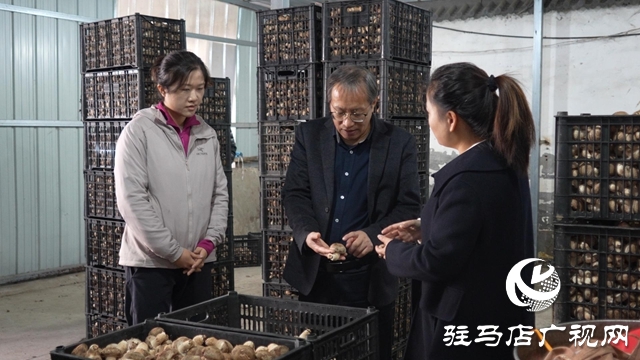 新華社河南分社到泌陽(yáng)縣調(diào)研采訪(fǎng)夏南牛、食用菌和電子信息三大重點(diǎn)產(chǎn)業(yè)