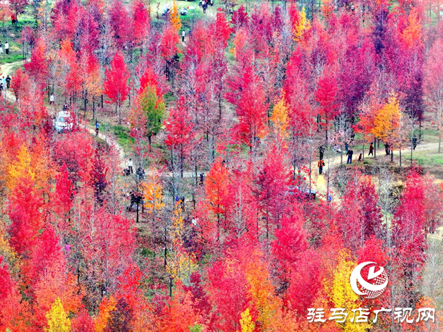 楓林深處歌聲揚(yáng) 駐馬店&ldquo;文藝輕騎兵&rdquo;走進(jìn)板橋千畝楓香林