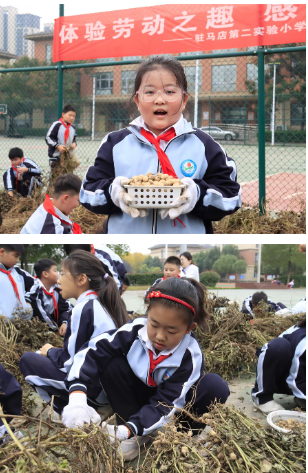  駐馬店第二實驗小學(xué)開展“落花生?悟成長”秋日豐收實踐活動