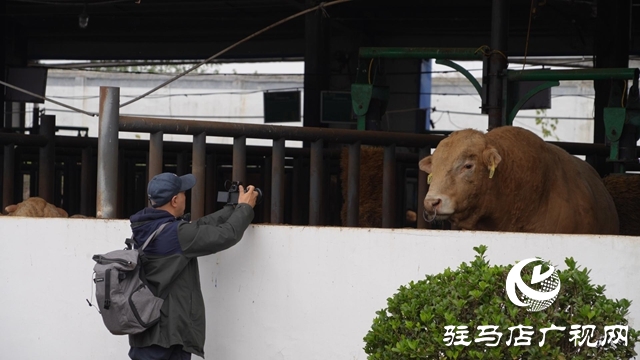 新華社河南分社到泌陽(yáng)縣調(diào)研采訪(fǎng)夏南牛、食用菌和電子信息三大重點(diǎn)產(chǎn)業(yè)