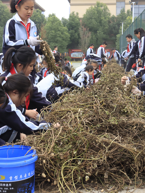 駐馬店第二實驗小學(xué)開展“落花生?悟成長”秋日豐收實踐活動