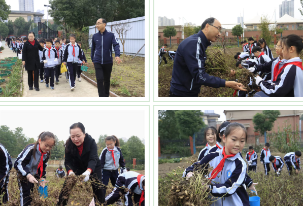  駐馬店第二實驗小學(xué)開展“落花生?悟成長”秋日豐收實踐活動