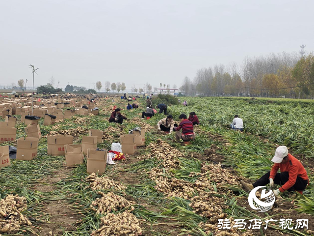 平輿樂耕農業(yè):全力搶收保歸倉 智能冷庫解農憂