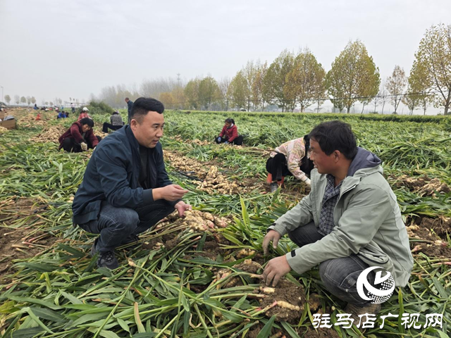 平輿樂耕農業(yè):全力搶收保歸倉 智能冷庫解農憂