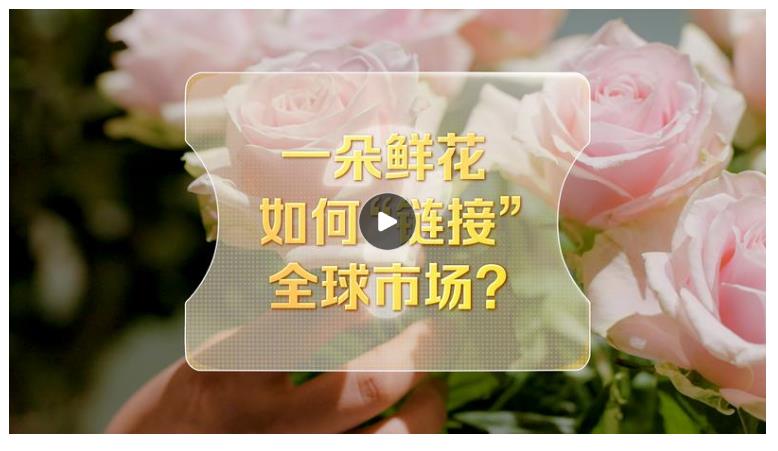 改革者 正青春｜一朵鮮花如何“鏈接”全球市場？