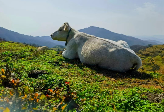 縣區(qū)動(dòng)態(tài) | 探秘白云山 “云上公路”，邂逅天中最美風(fēng)光